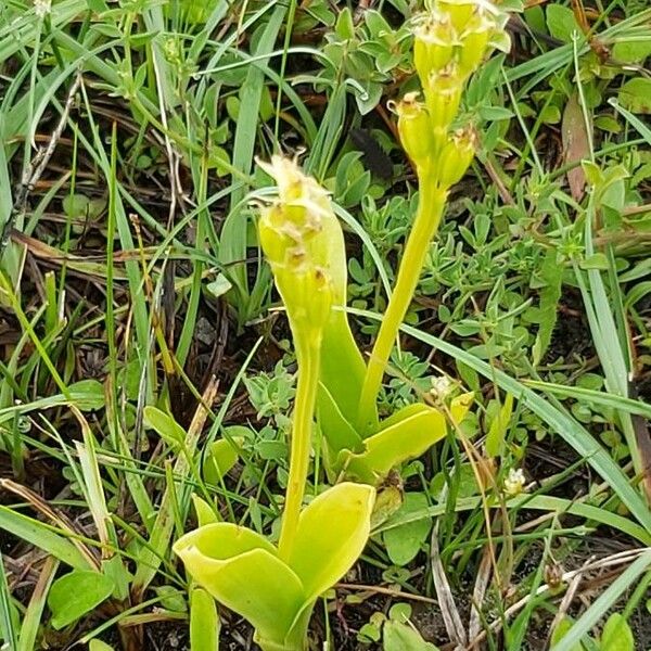 Liparis loeselii Flower