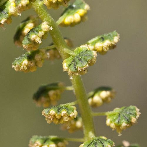 Ambrosia trifida ফুল