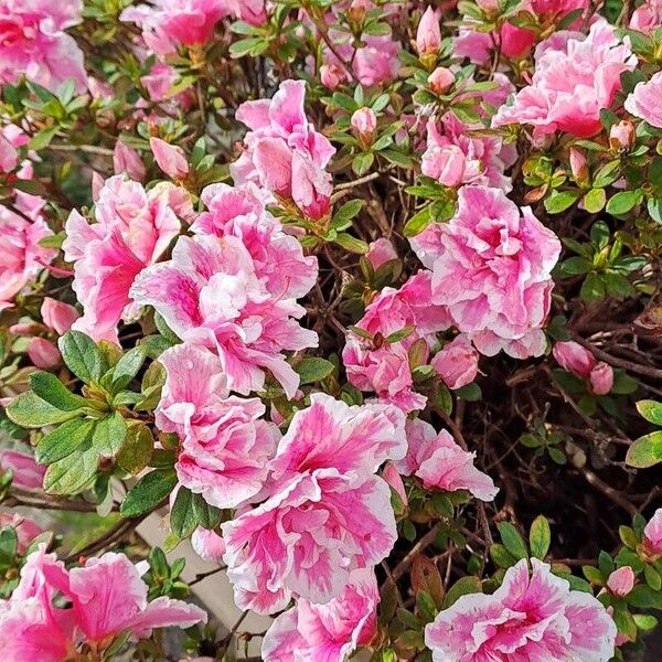 Rhododendron alabamense Flower