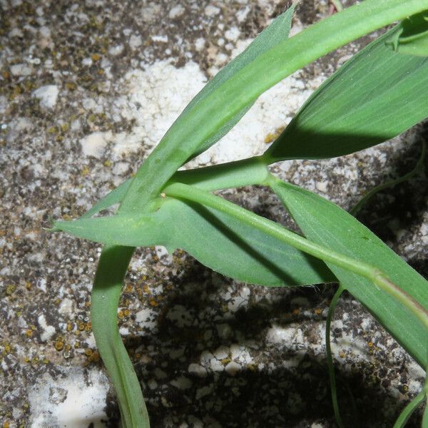 Lathyrus cicera List