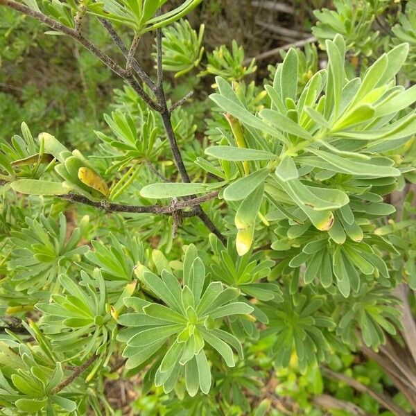 Suriana maritima Blad