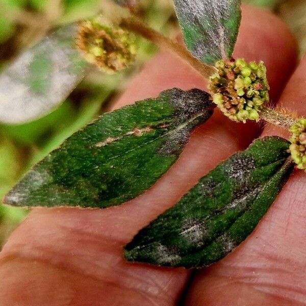 Euphorbia hirta Flower