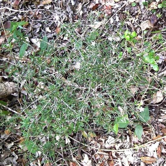 Psychotria deverdiana Habit