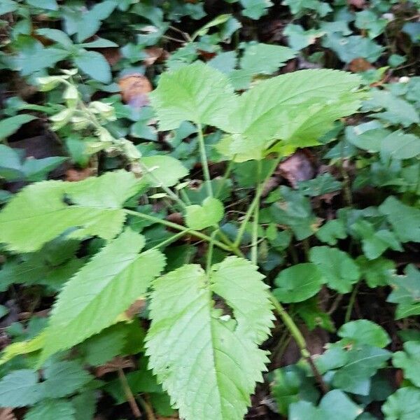 Salvia glutinosa Elinympäristö