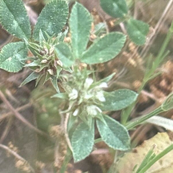 Trifolium scabrum Flower