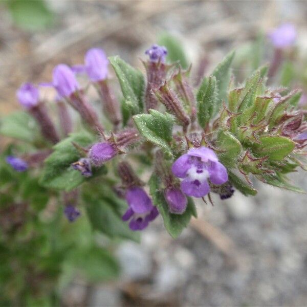 Clinopodium acinos Flor