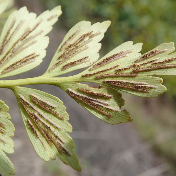 Asplenium stuhlmannii Folha