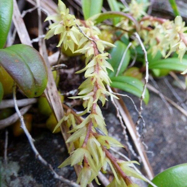 Bulbophyllum nutans Flor