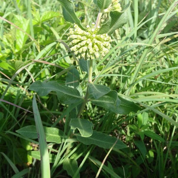 Asclepias viridiflora Агульны выгляд