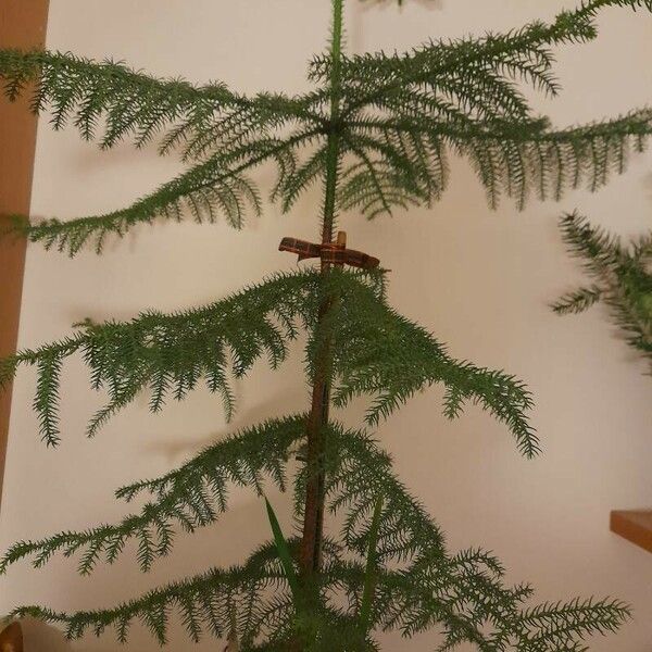 Araucaria heterophylla ഇല