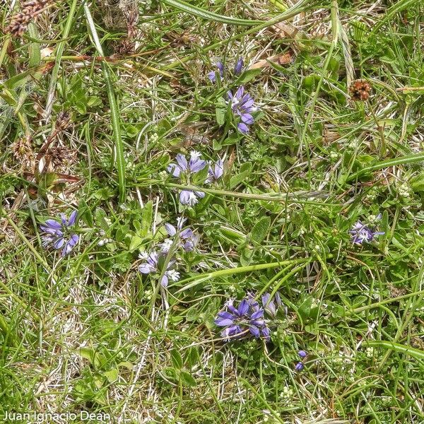 Polygala serpyllifolia Fleur