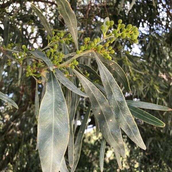 Acacia retinodes Blad