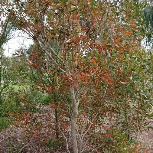Eucalyptus lehmannii (Lehmann's gum)
