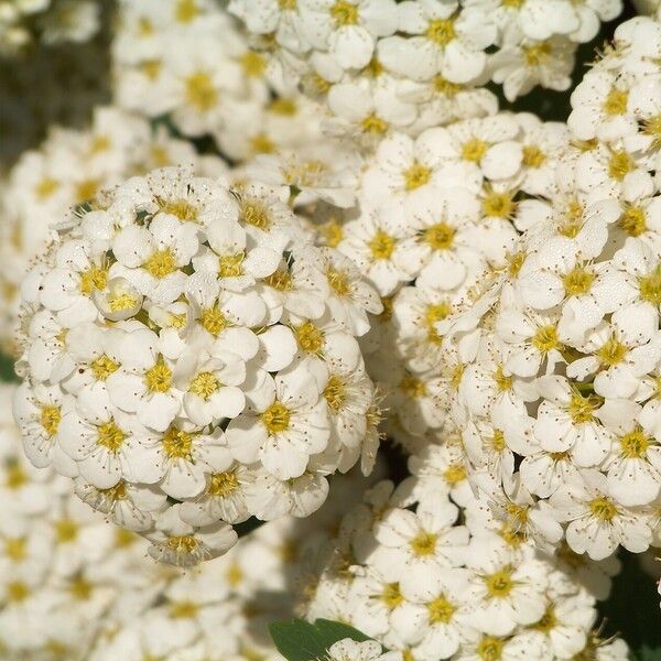 Spiraea chamaedryfolia Цветок