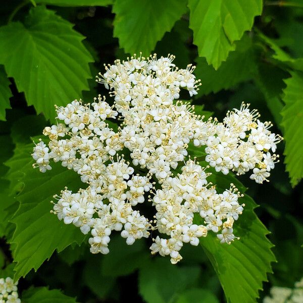 Viburnum dentatum Flower