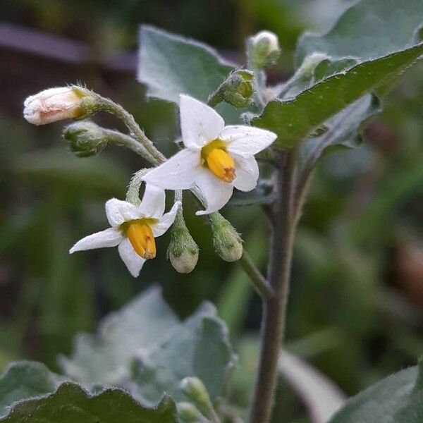 Solanum nigrum 花