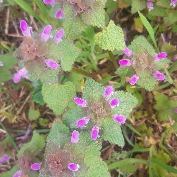 Lamium purpureum Fleur