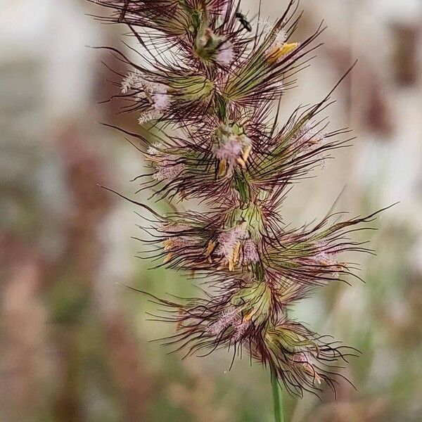 Cenchrus ciliaris Blomst