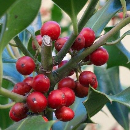 Ilex aquifolium Frugt