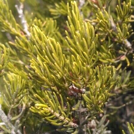 Erica arborea अन्य