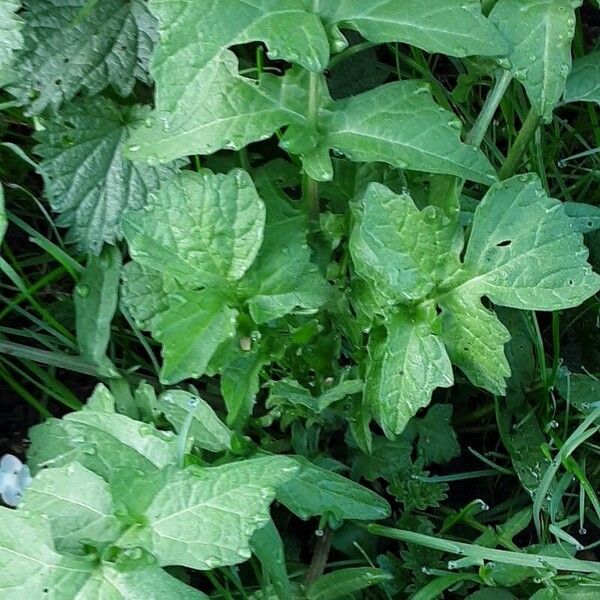 Sisymbrium officinale Vivejo