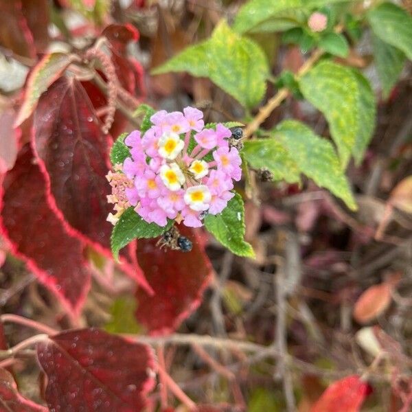 Lantana camara Žiedas