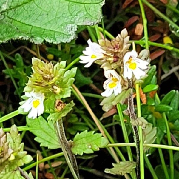 Euphrasia stricta Λουλούδι