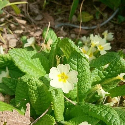 Primula vulgaris 花