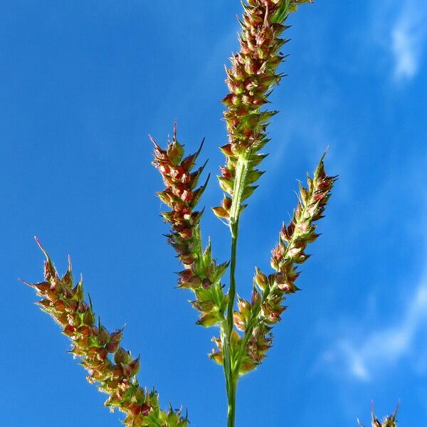 Echinochloa crus-galli ᱡᱚ