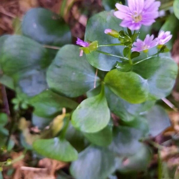 Claytonia sibirica Cvet