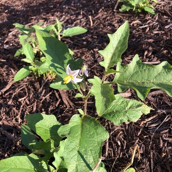 Solanum carolinense Flower