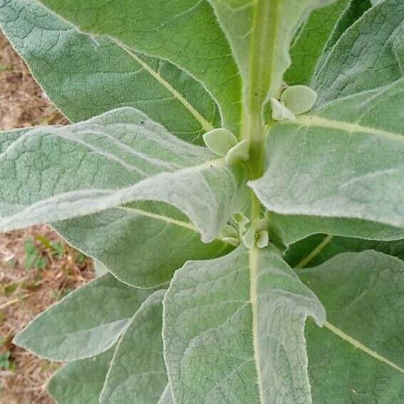 Verbascum densiflorum Foglia