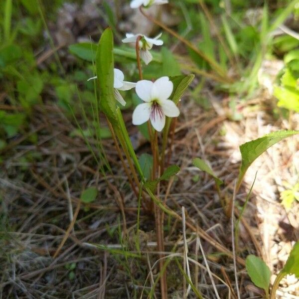 Viola lanceolata Квітка