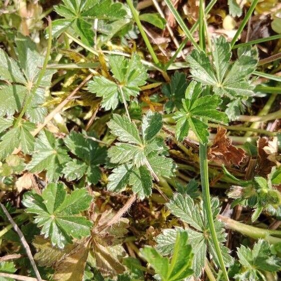 Potentilla verna Folha