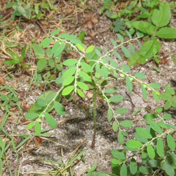 Phyllanthus tenellus Habit