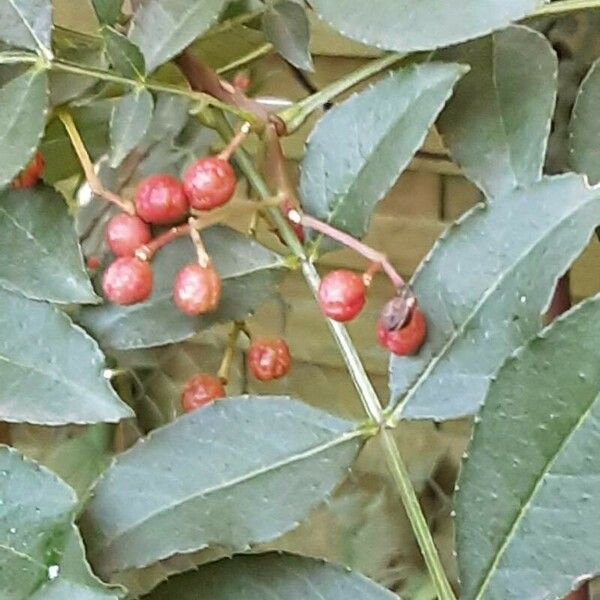 Zanthoxylum bungeanum Fruit