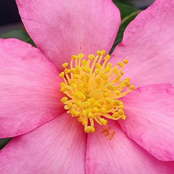 Camellia sasanqua Egyéb