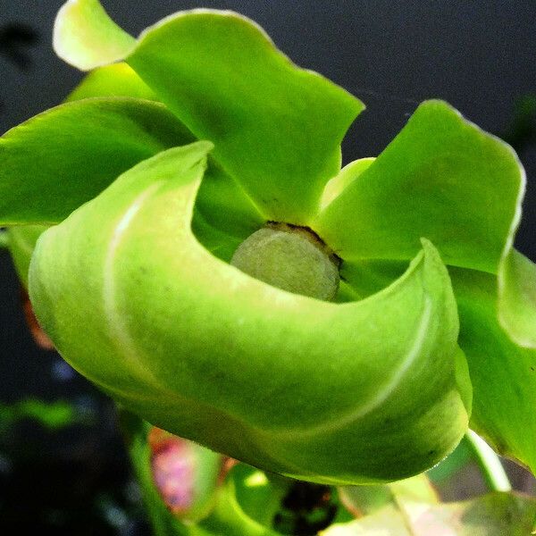 Sarracenia purpurea Floro