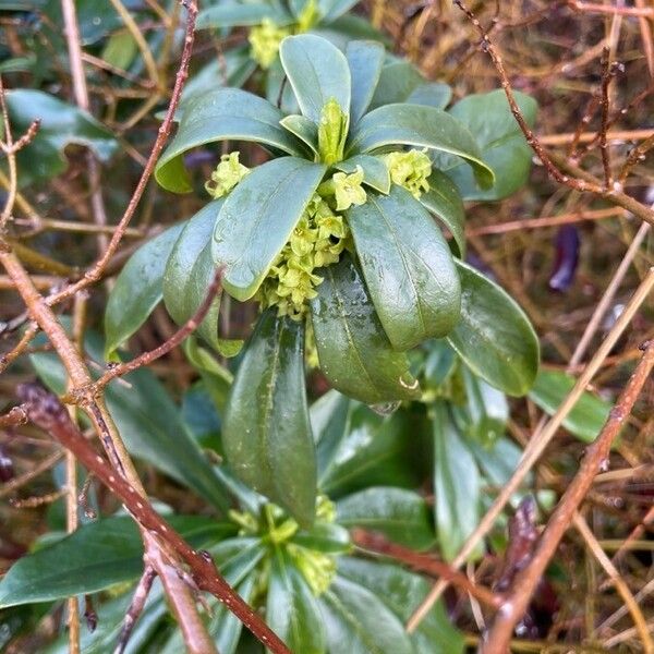 Daphne laureola Leaf