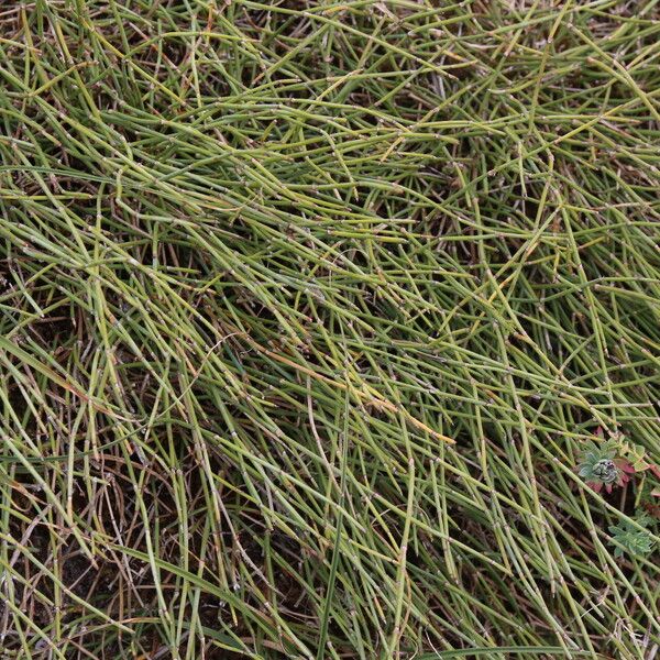 Ephedra distachya Leaf