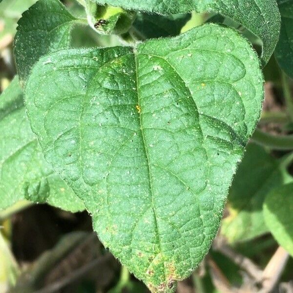 Tithonia rotundifolia Leaf