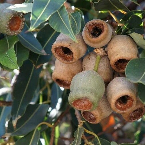 Corymbia ficifolia 果