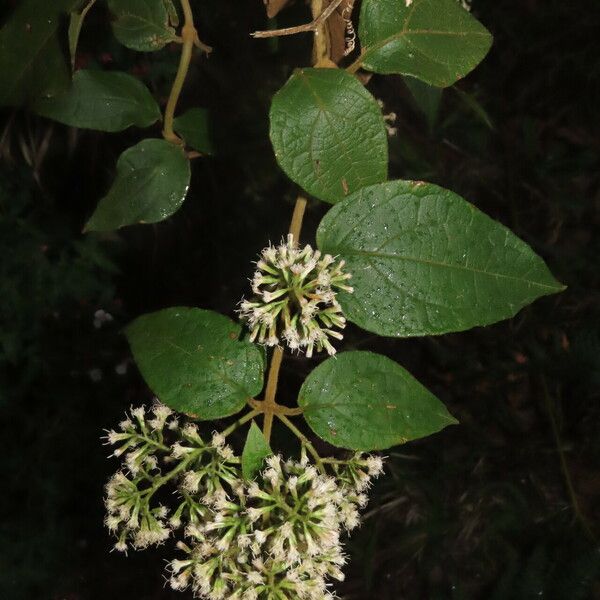 Mikania banisteriae 葉