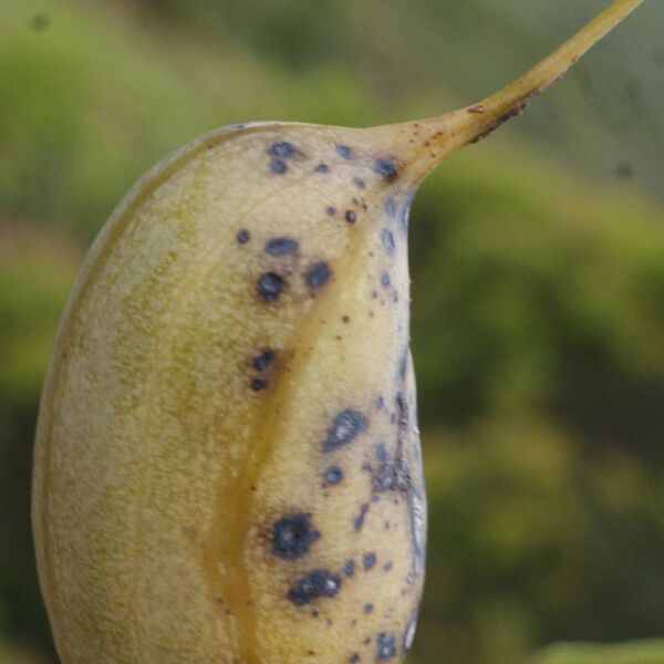 Aristolochia baetica Vrucht