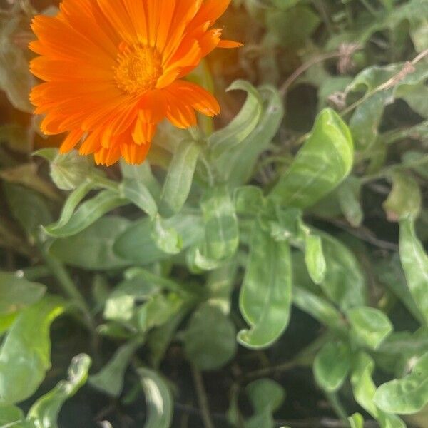 Calendula officinalis 葉