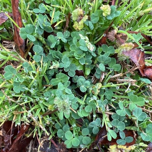 Trifolium fragiferum Feuille