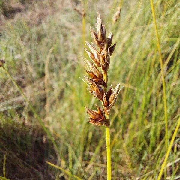 Carex divisa Lorea