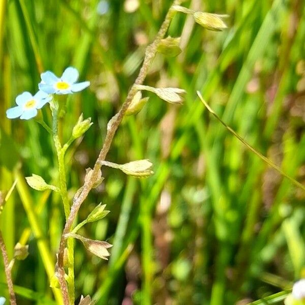 Myosotis scorpioides Autre