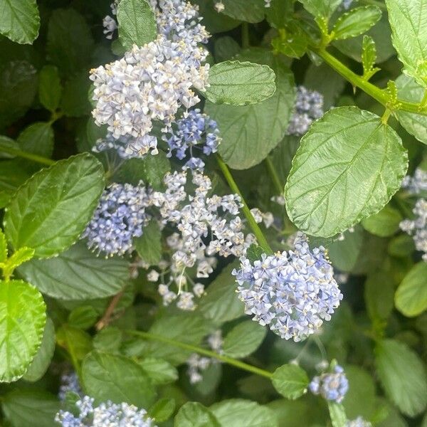 Ceanothus thyrsiflorus Blodyn