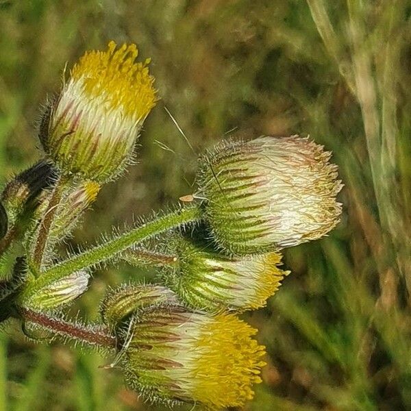 Nidorella aegyptiaca Кветка